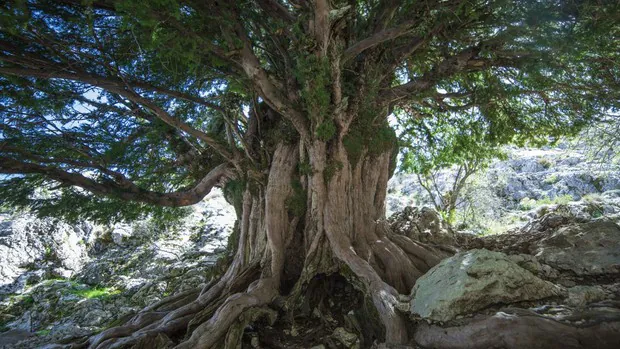 Un tejo de 2.000 años y otras seis rutas para disfrutar de la naturaleza en Andalucía