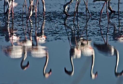 Flamencos en la laguna de Fuente de Piedra