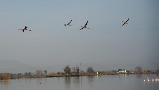 El delta del Ebro después del temporal Gloria