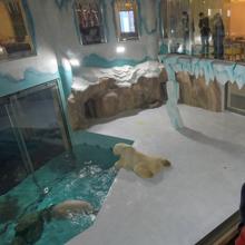 Polar Bear Hotel