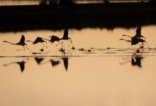 Flamencos en el paraje natural y reserva de la biosfera Marismas del Odiel de Huelva