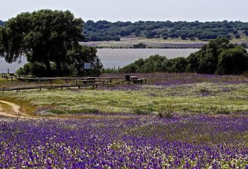 Dehesa de Abajo, en las cercanías de Doñana