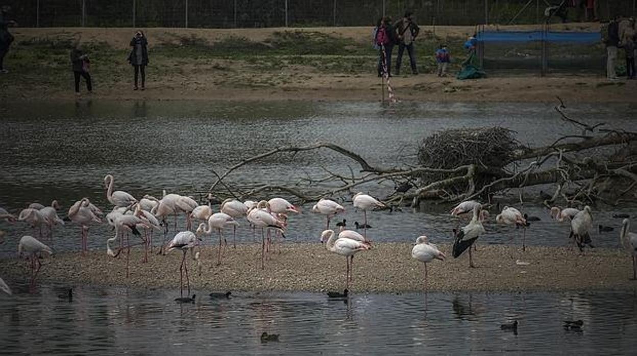 Una colonia de flamencos en uno de los humedales de la Cañada de los Pájaros