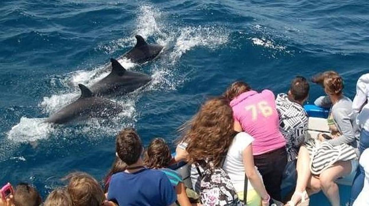 Navegar junto a delfines es una experiencia inolvidable