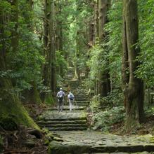 Camino entre los bosques de la región de Wakayama