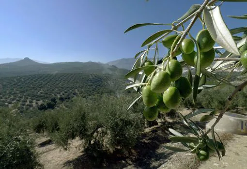Una vista de un olivar de Jaén