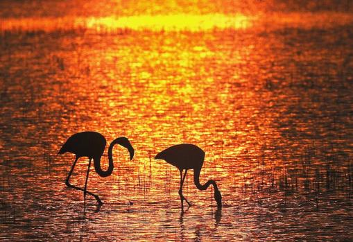 Atardecer en el Parque Natural de Doñana