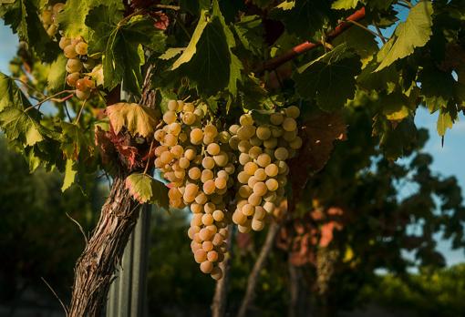 Uvas de la variedad Pedro Jiménez en el marco Montilla-Moriles