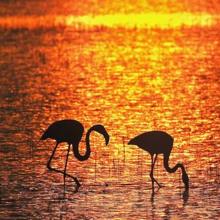 Atardecer en Doñana