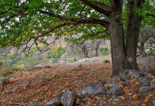 Los mejores sitios para encontrar castañas en Andalucía