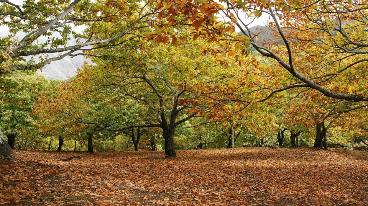 Bosque de castaños en el Valle del Genal