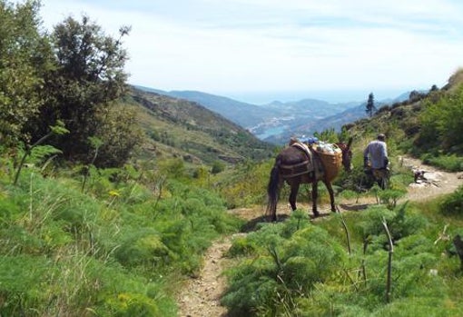 Senderos por los que perderse en Sierra Nevada