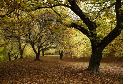 Siete bosques asombrosos de Andalucía que parecen encantados