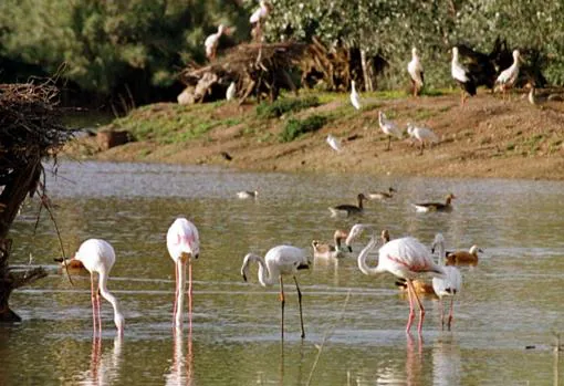 Diez lugares para el avistamiento de aves en Andalucía