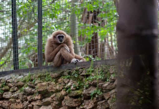 Uno de los monos que podemos ver en este centro animal