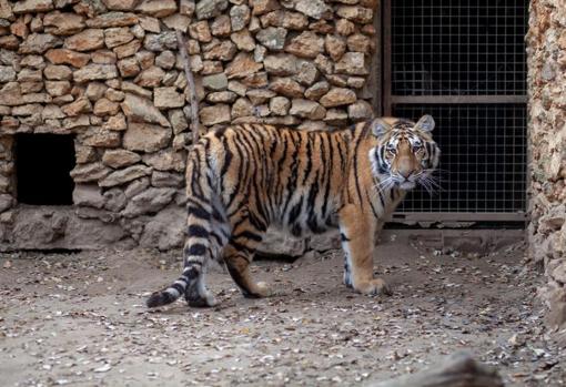 Otro de los felinos del zoo de Castellar