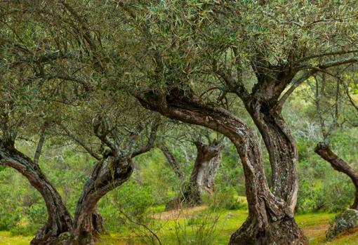 La Sierra de Andújar es la zona con más biodiversidad de España