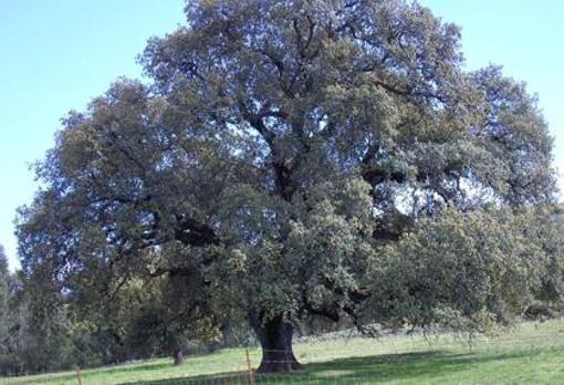 Encina de los Perros