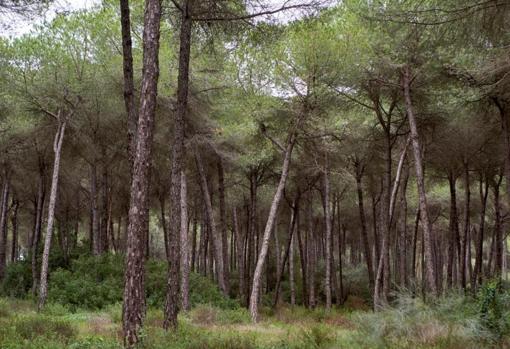 Los pinos dominan el panorama de este espacio natural sevillano