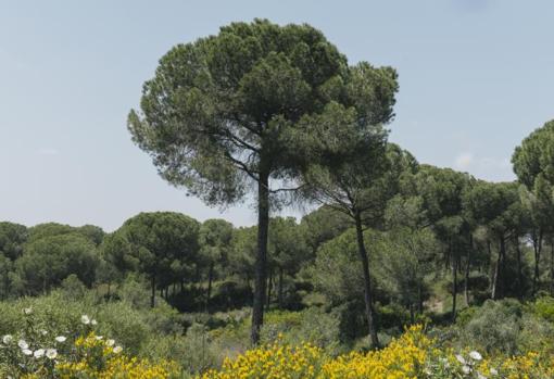 La naturaleza alcanza todo su esplendor en estos pinares sevillanos