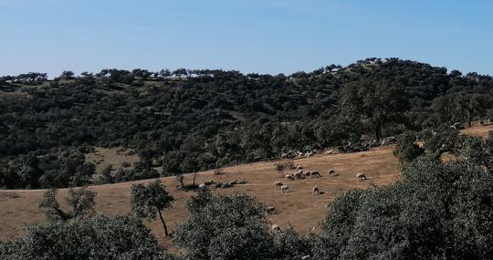 Dehesas de la Sierra Morena de Sevilla.