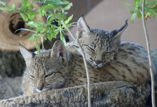 De visita con los más pequeños en el Zoobotánico de Jerez de la Frontera