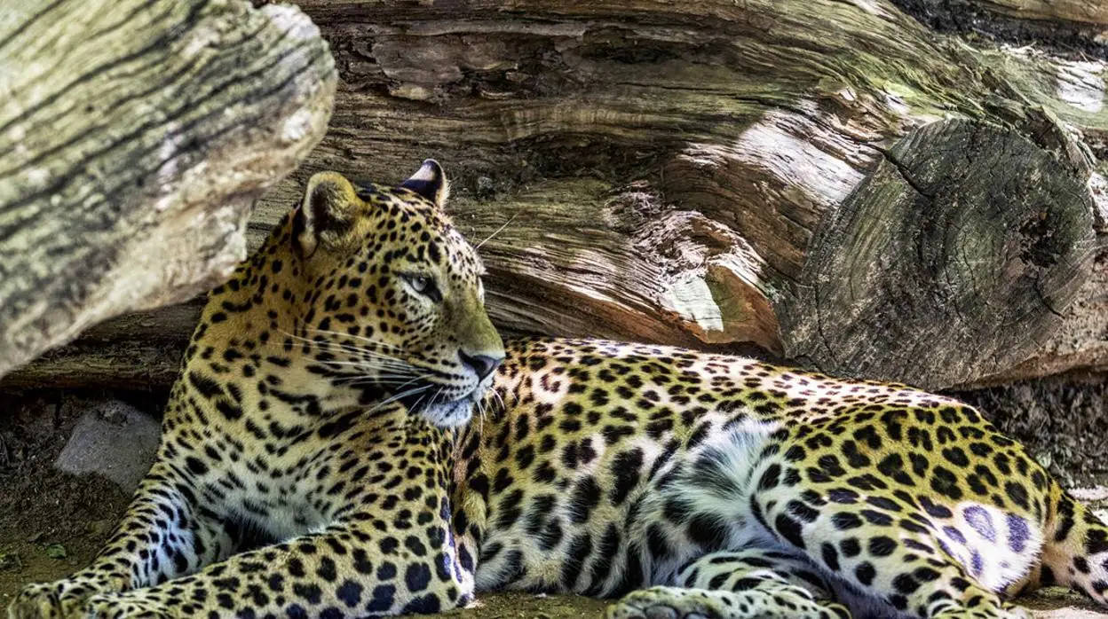 Leopardo de Sri Lanka
