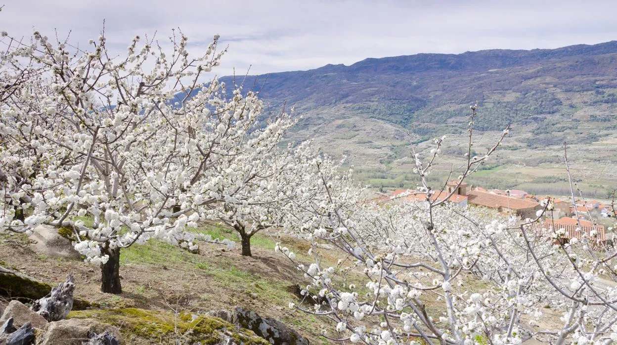 La mejor fecha para ver los cerezos en flor en el Valle del Jerte este 2023