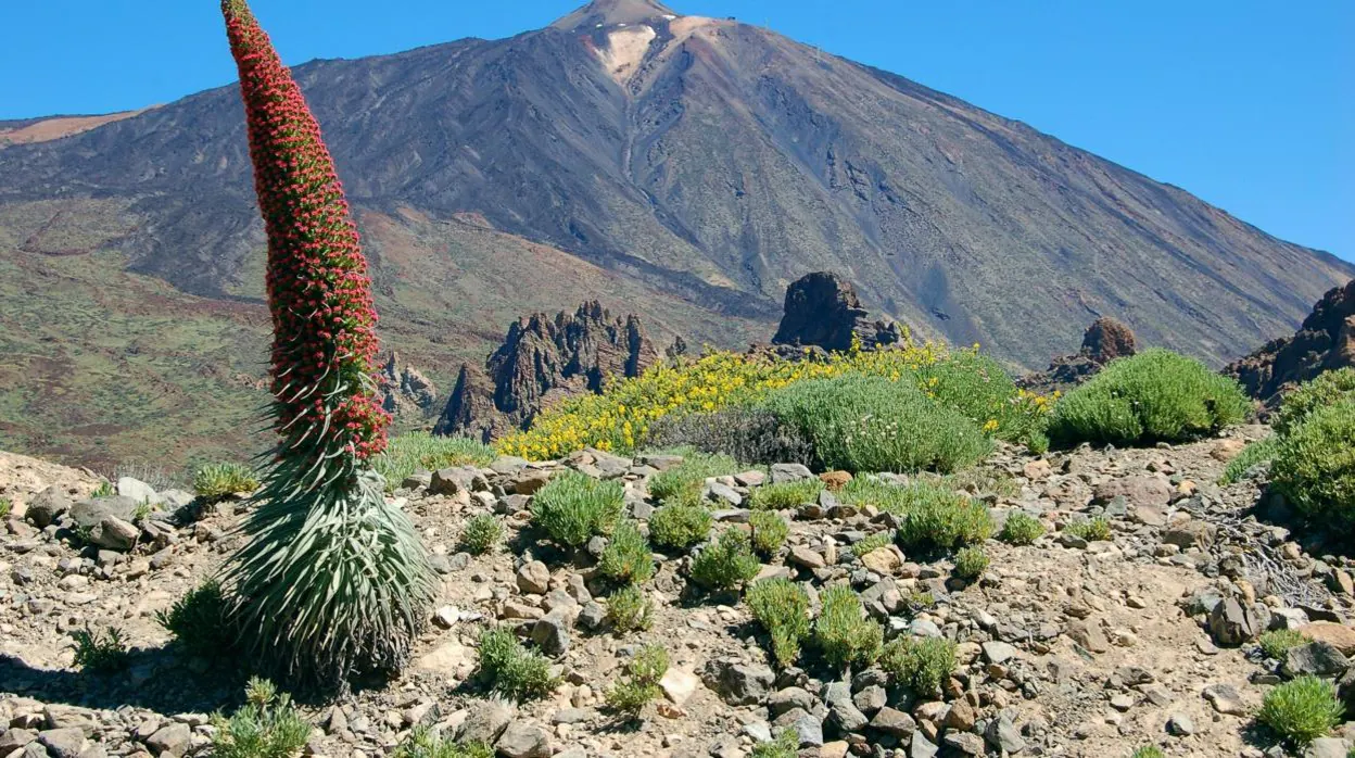 En la imagen tajinaste rojo en el Parque Nacional del Teide