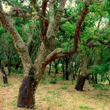 Tierra de alcornoques