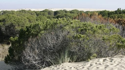 Las dunas móviles de Doñana pasan por encima de los pinares