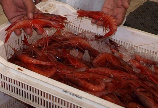 La gamba roja de Garrucha se sirve a la plancha y es un manjar muy codiciado