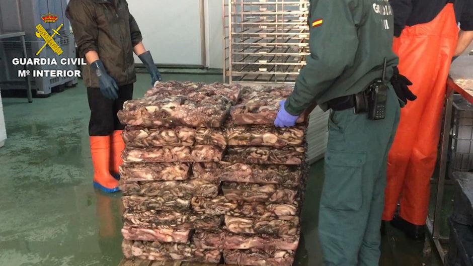 La Guadia Civil decomisa 5.733 kilos de pulpo sin etiquetar en una nave de Ayamonte