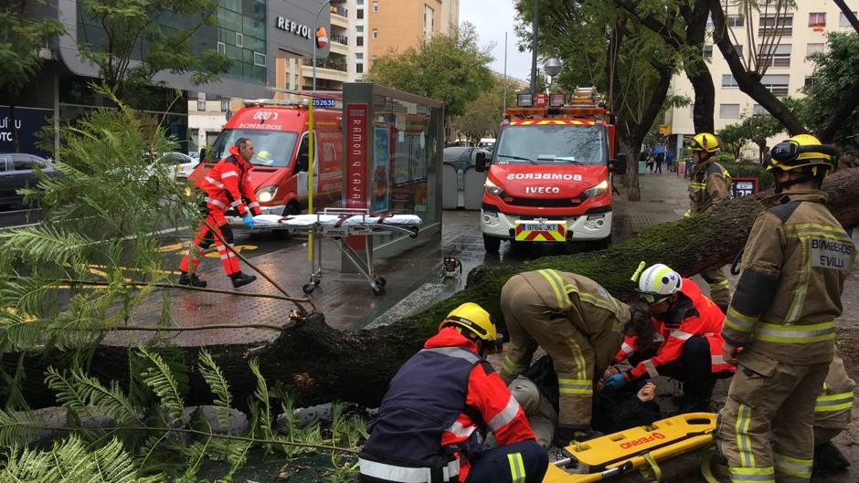 Herido un ciclista tras la caída de un nuevo árbol en Sevilla