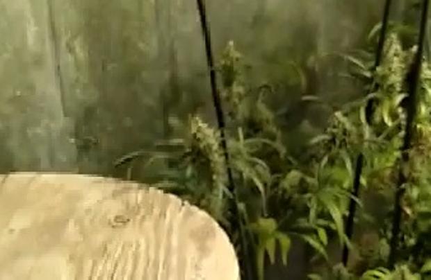 Vídeo: Arrestado en El Puerto un hombre de 65 años por un cultivo indoor de marihuana